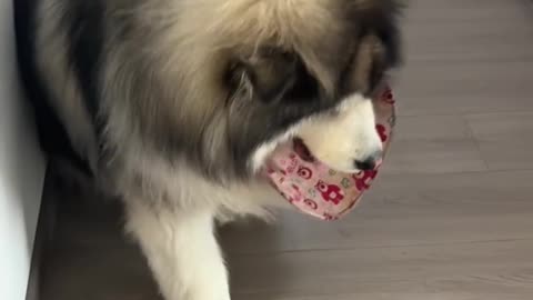 📹 Trending Chinese Viral Videos | Funny, Emotional & Shocking Moments