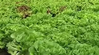 Hydroponic Lettuce Greenhouse: Fresh Harvest All Year Round