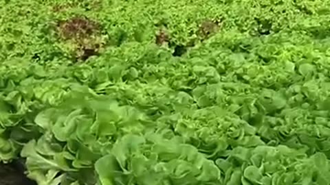 Hydroponic Lettuce Greenhouse: Fresh Harvest All Year Round