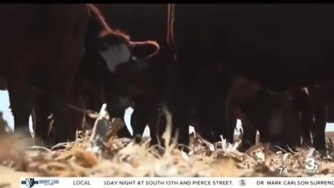 University of Nebraska-Lincoln refutes the lie that cows are causing apocalyptic climate change.