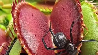 Venus fly traps catching a black widow spider