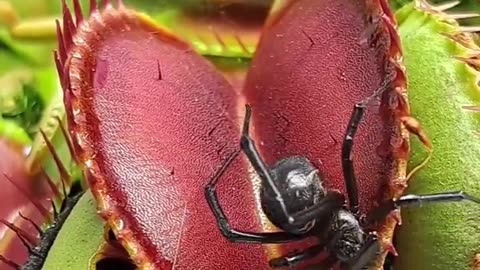 Venus fly traps catching a black widow spider 