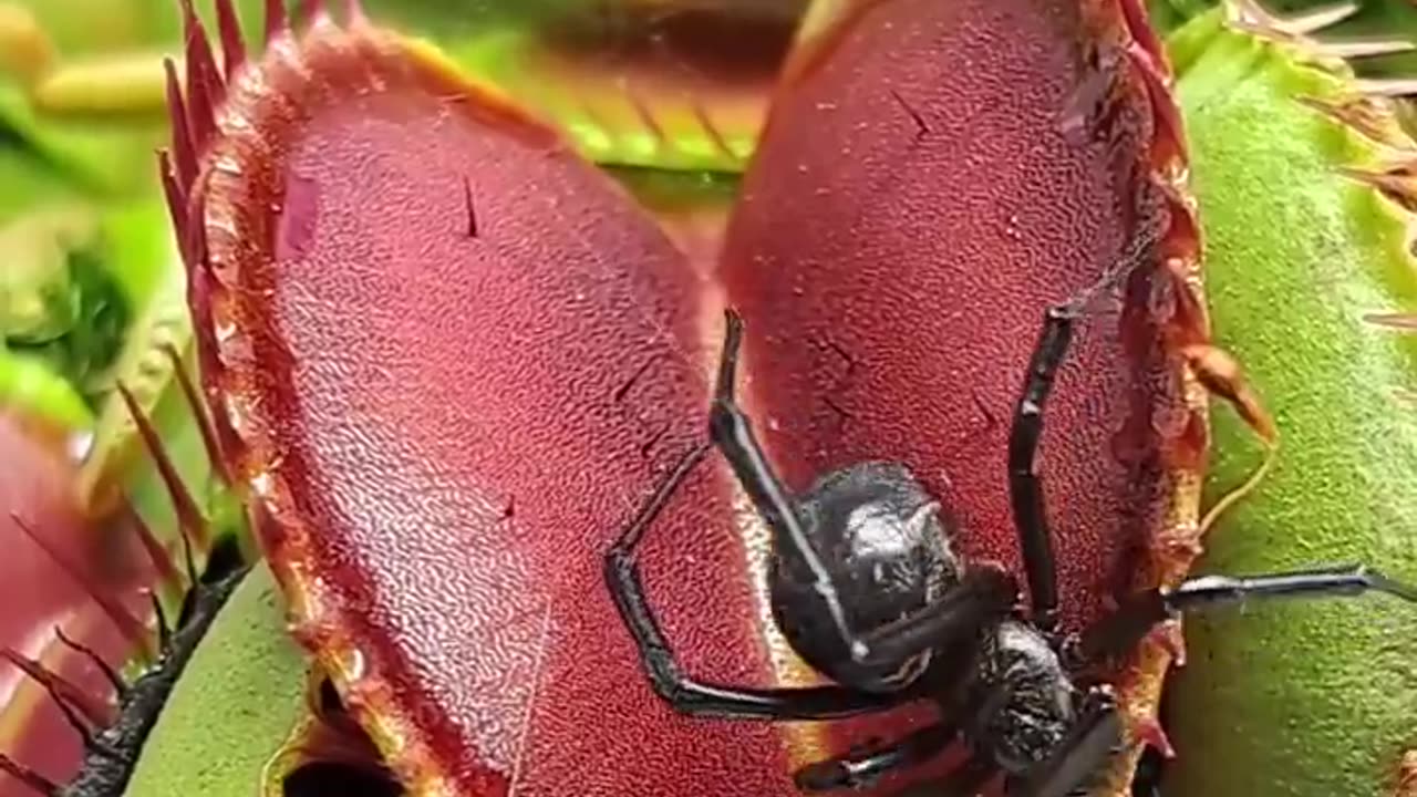 Venus fly traps catching a black widow spider