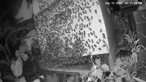 Wednesday Morning Peek at a Beehive