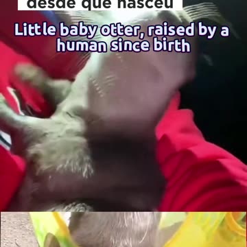 🦦 Little baby otter, raised by a human since birth