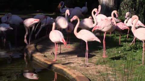 Lagos Zoo (Algarve, Portugal) 17