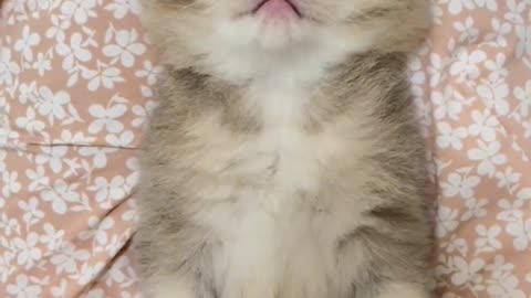 Littels Dog's and kittens comedy Videos 🤣 so cute videos 😍 funny videos 🤣
