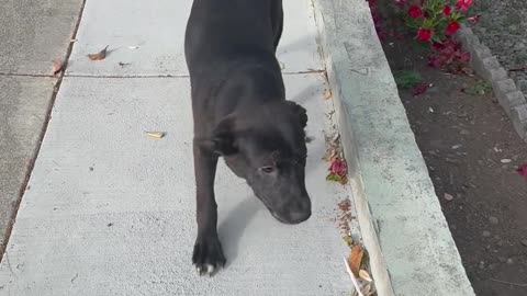 Abused Puppy Rescued by Tourists
