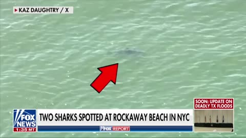 NY shark sightings rekindle worries about safety