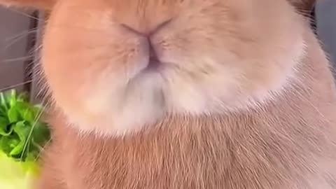 I’m Just a Bunny… But I Saved a Life 🐰 | True Story of Dory the Hero Rabbit