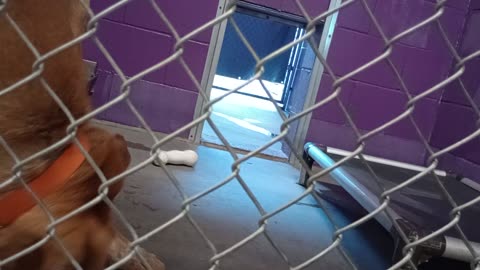 Nugget 5y Pet Id 946758 kennel 15 HSSAZ shelter he's made big move to a more open kennel20250718266