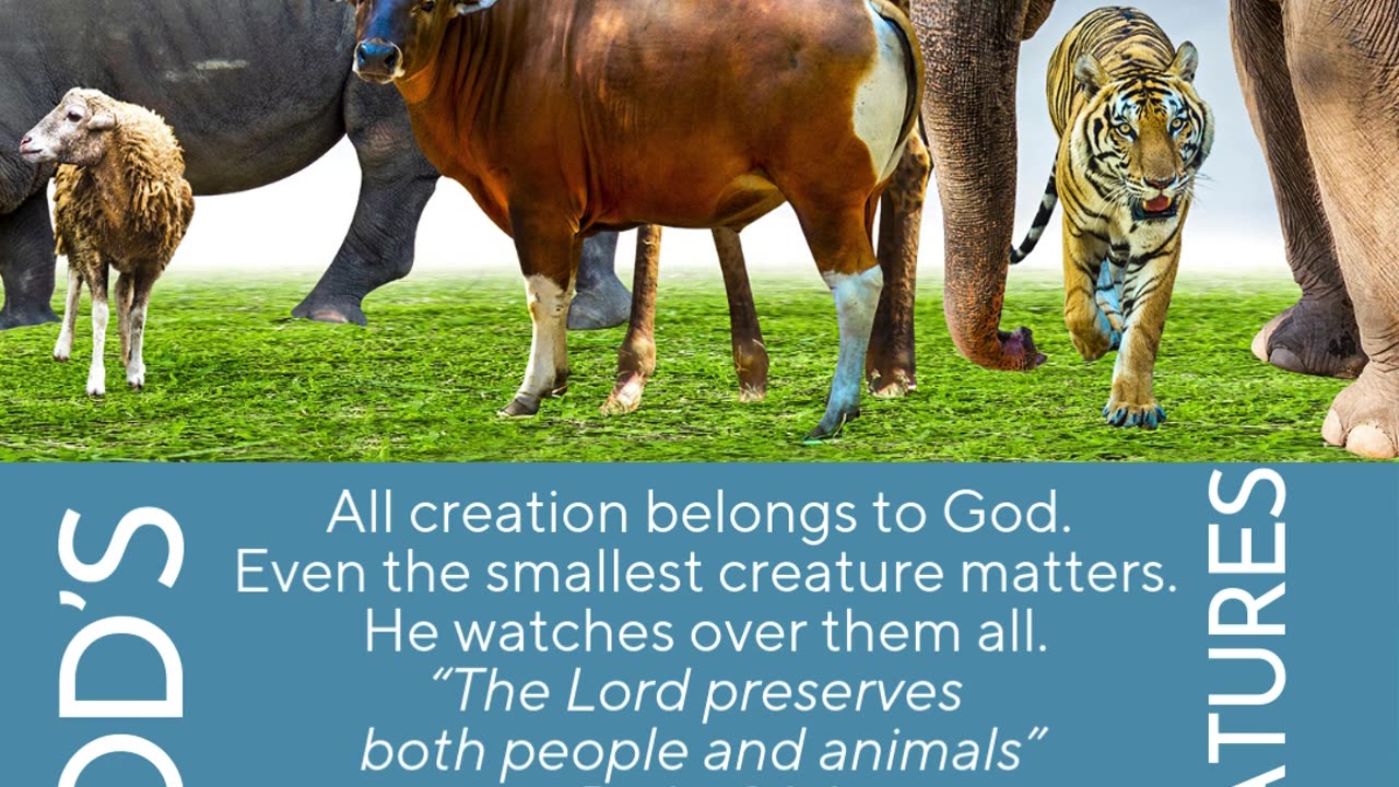 God's Creatures