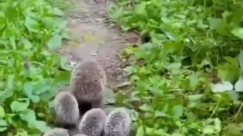 Beautiful family of hedgehogs. 🦔😍