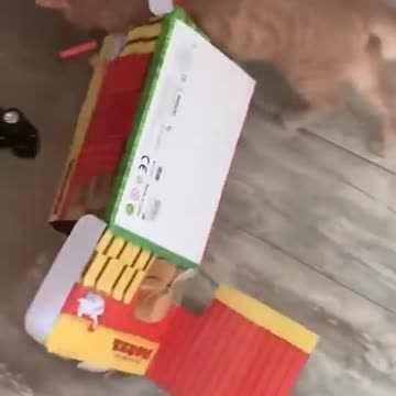 You Won’t Believe What This Kitty Did!