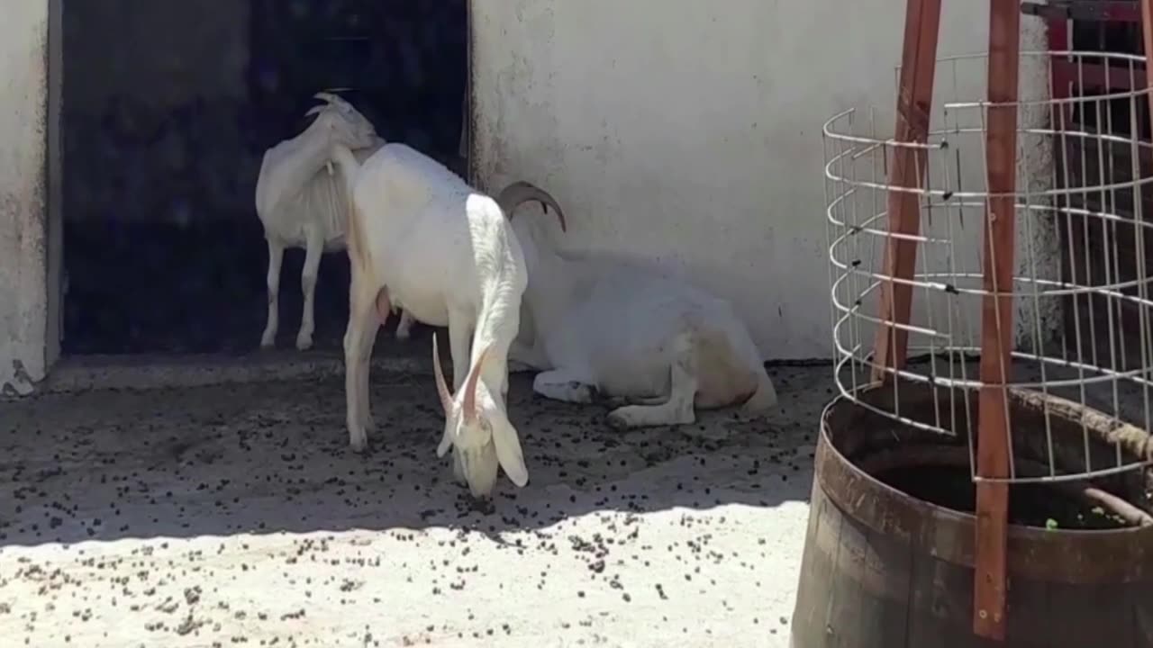 goat