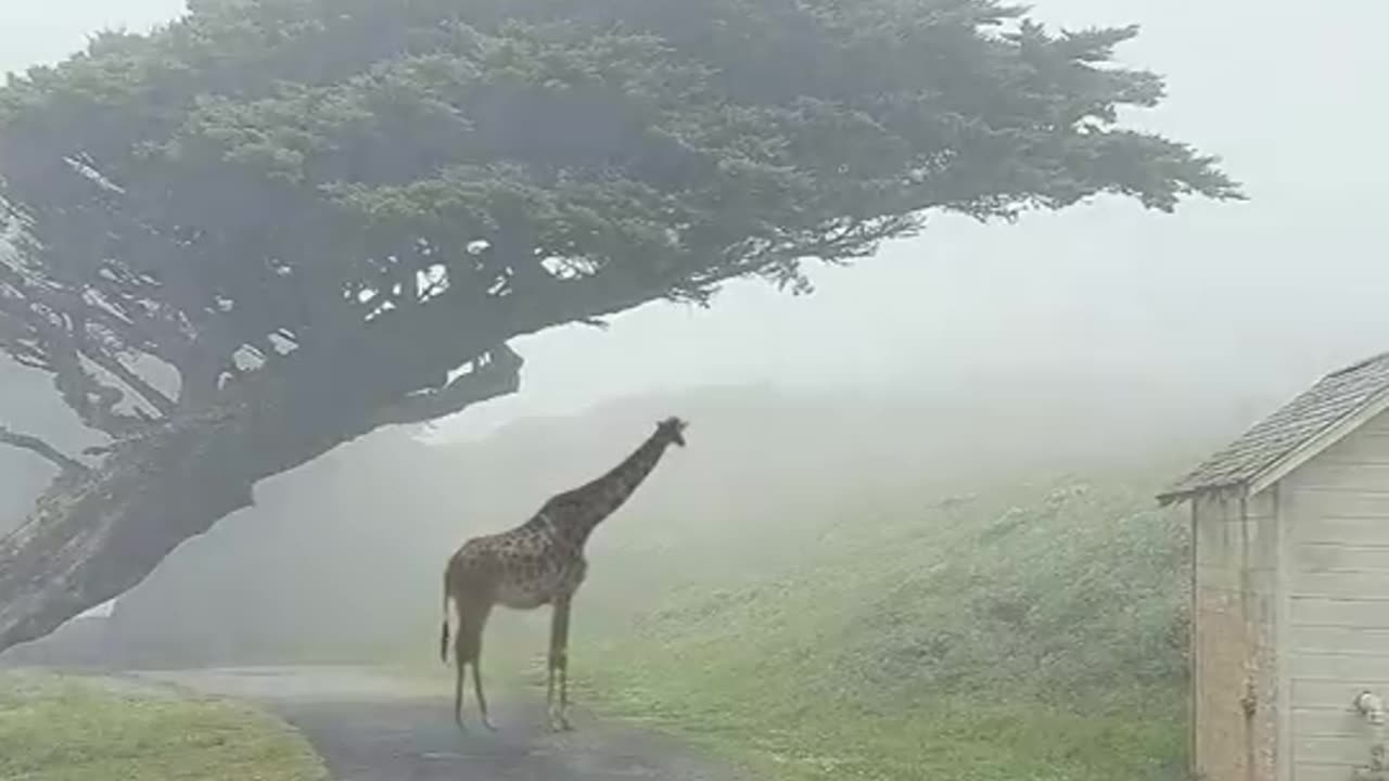 Giraffe tail