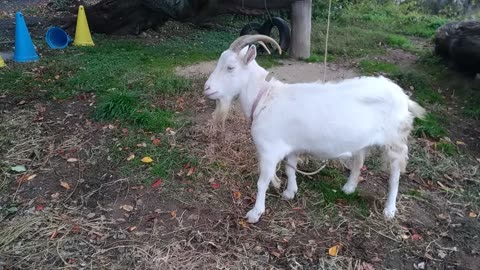 山羊さん食事中