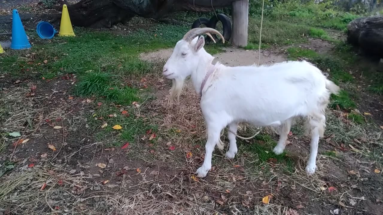 山羊さん食事中