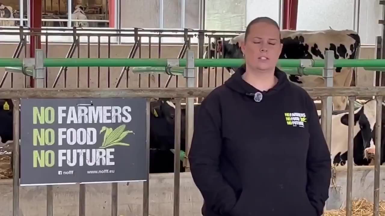 On Friday we had the first Cow down, on Saturday - two more Cows down