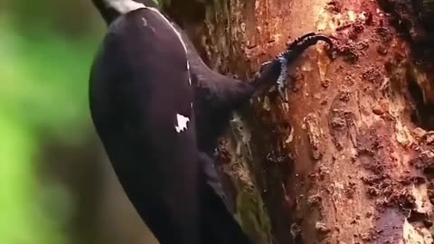 The curious life of the woodpecker
