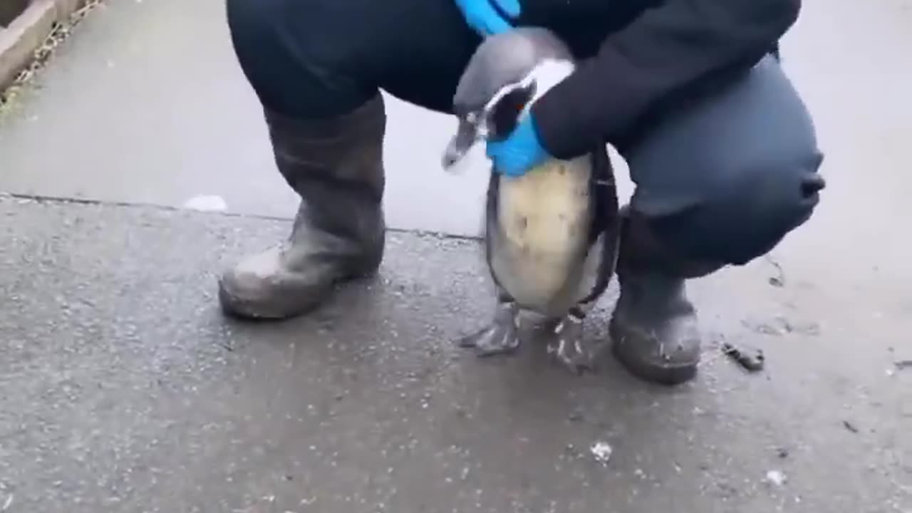 A cute way to start the day 😍🐧