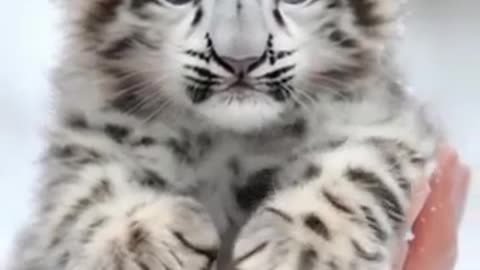 Snow Sprite's Charm: Baby Snow Leopard's Cuteness Thaws Himalayan Peaks!