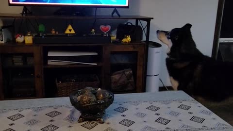 🐶😂 She's So Confused, But She's Still a Cute Puppy! | FunFM