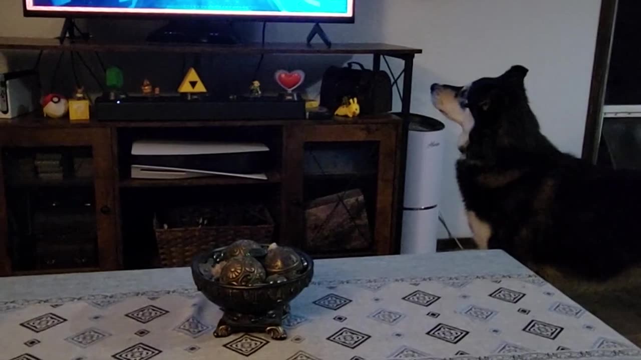 🐶😂 She's So Confused, But She's Still a Cute Puppy! | FunFM