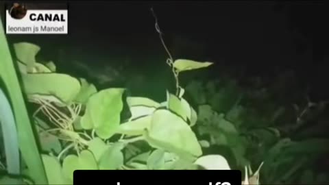 😱👻 Werewolf or What?! Mystery Creature | TheHauntingHour