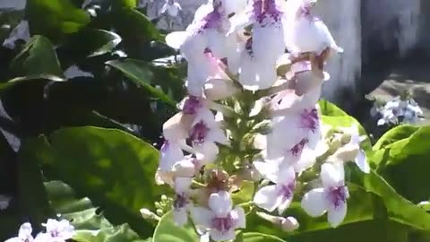 Beautiful white flowers on the sidewalk [Nature & Animals]