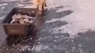 Animals stealing food from humans