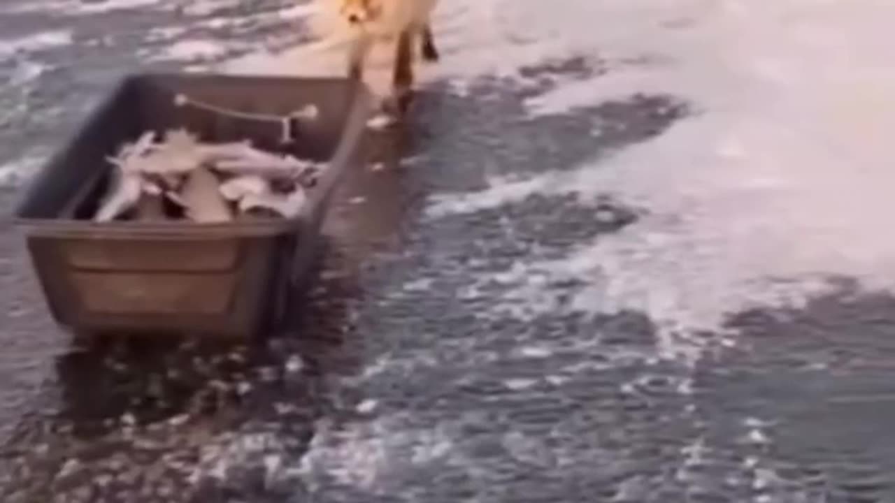 Animals stealing food from humans