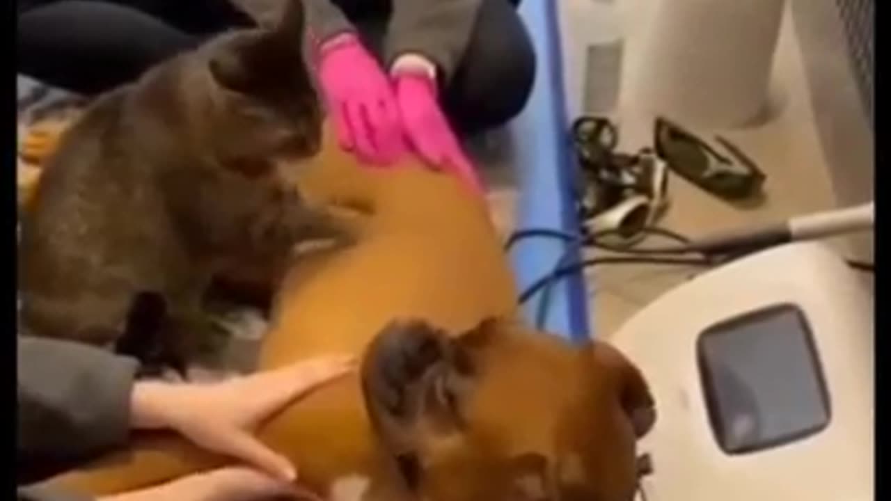 Funny video