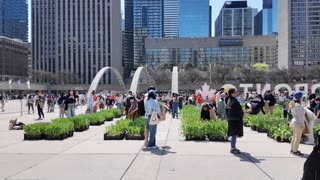 Tulip Day in Toronto - May 10 2025