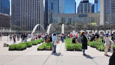 Tulip Day in Toronto - May 10 2025