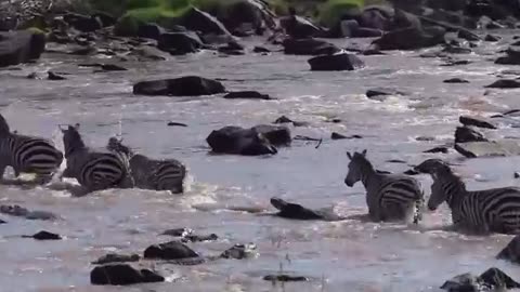 Zebra escapes from crocodile#