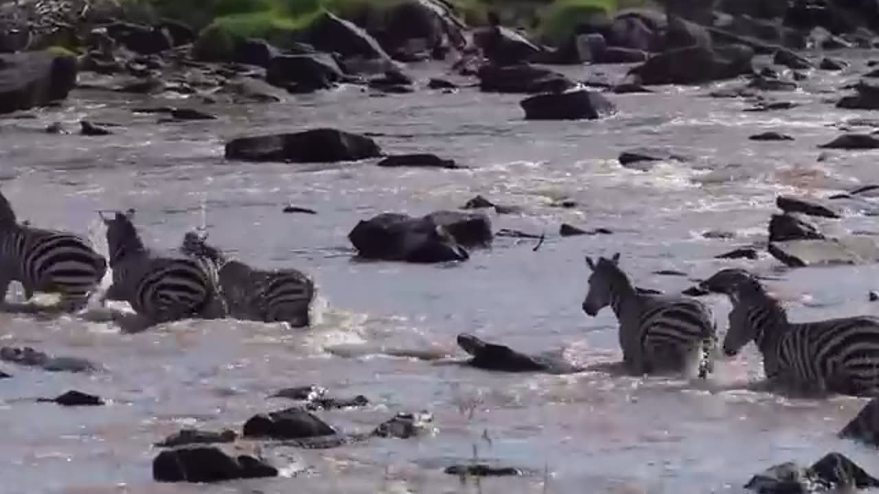 Zebra escapes from crocodile#