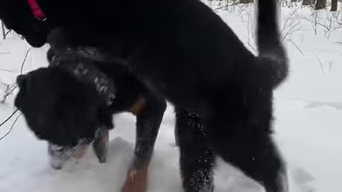 Cute animals , cat & dog playing | Cute animals