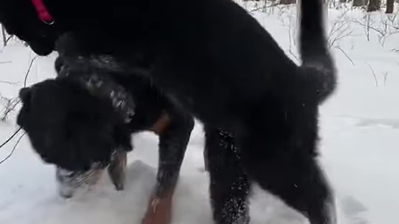 Cute animals , cat & dog playing | Cute animals