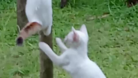 Tiny Paws