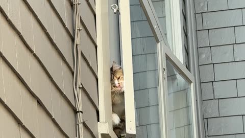Cat Tries to Get to Their Owner Through the Window