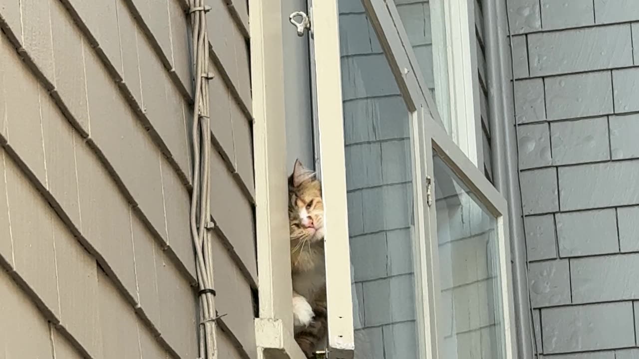 Cat Tries to Get to Their Owner Through the Window
