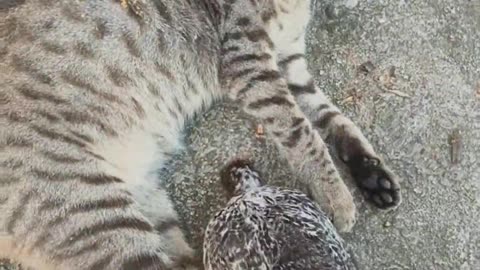 Cat： Get away from me.