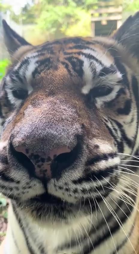 How do you like them apples