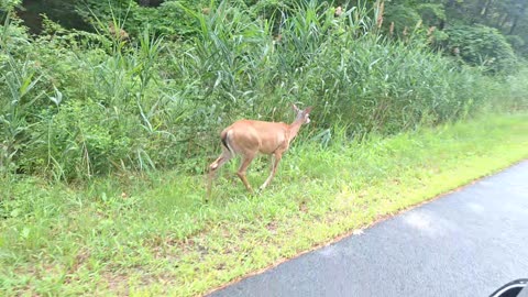 A female deer :)