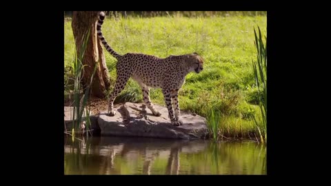 Safari Adventure: Encountering Lions and Leopards