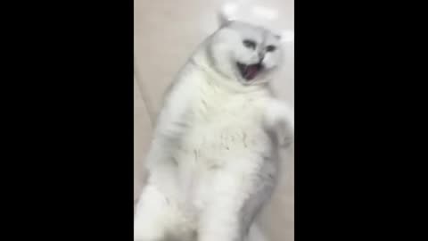 hilarious cats and dogs doing the funniest things