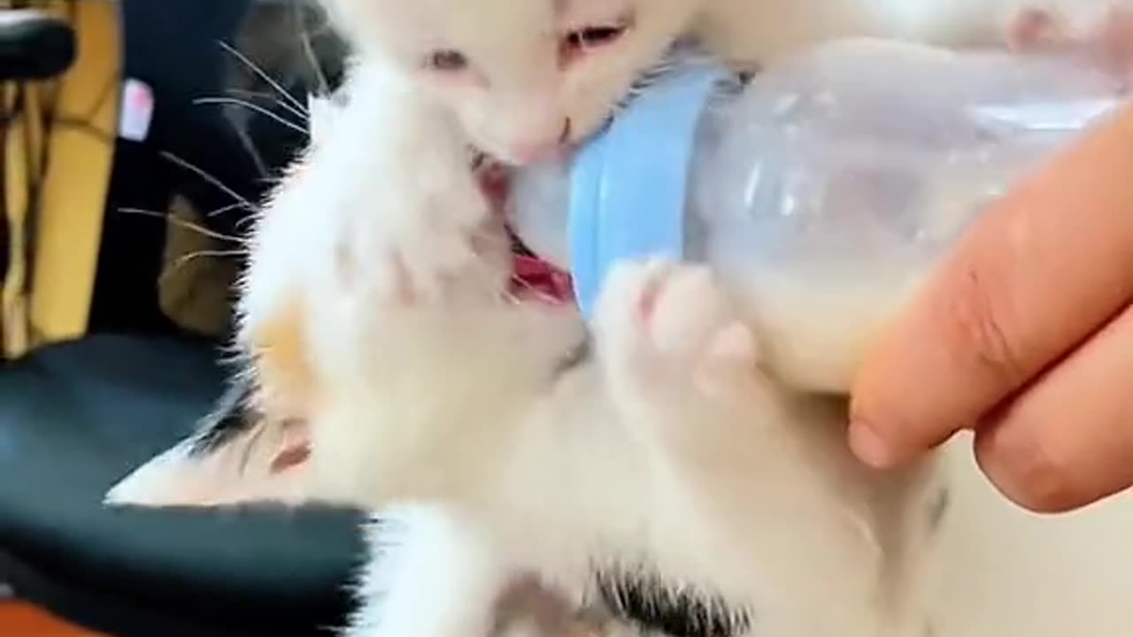 Cat videos