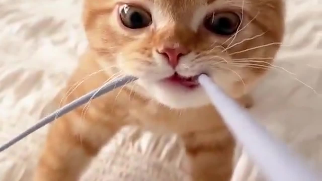 Lil bro be Like: 😈