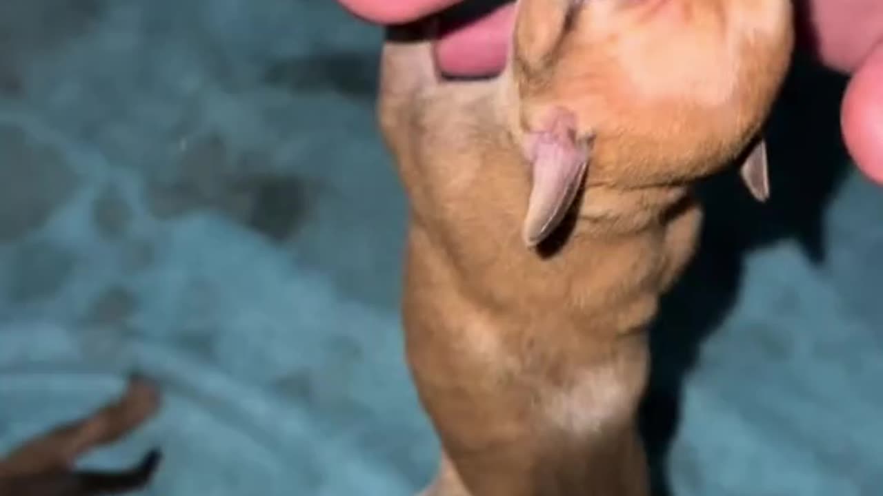 Born to Be Boss 😎🐾